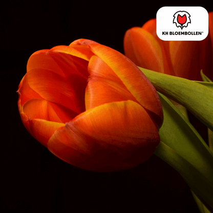 Tulpenzwiebeln Dafeng – 20 Stück – Orangefarbene Tulpen – Großblumig & elegant – Für Garten, Topf & Balkon 