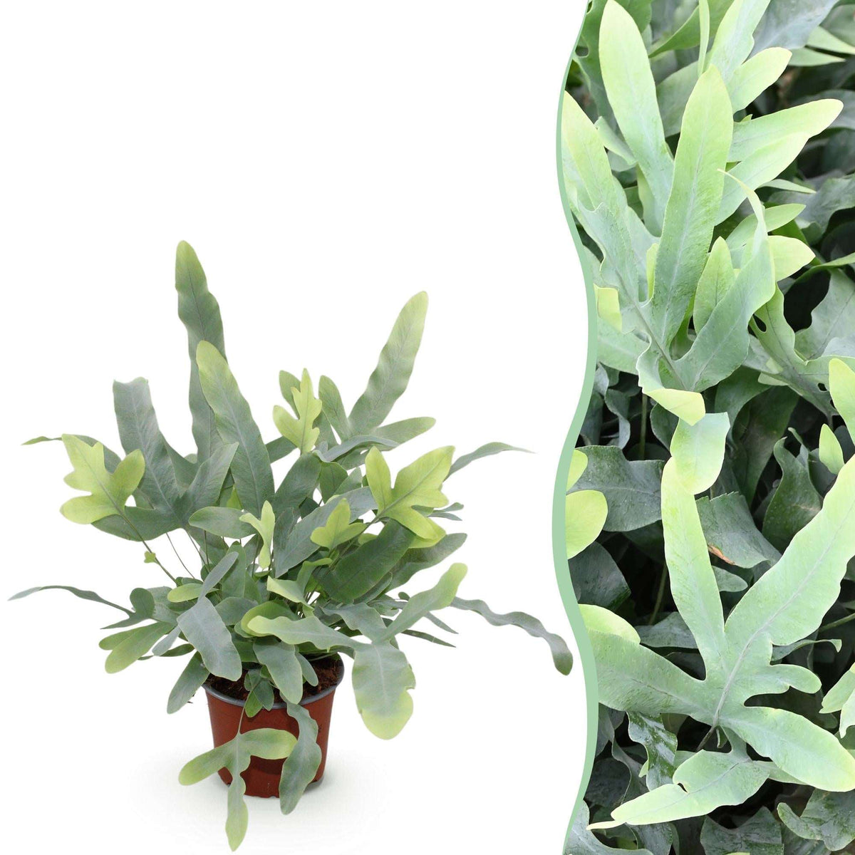 Phlebodium aureum Blue Star Farn – Blaue Farnpflanze – Haustierfreundliche Zimmerpflanze 12cm – Höhe ca.25cm – Dekorativer Tropenfarn für Wohnzimmer & Büro