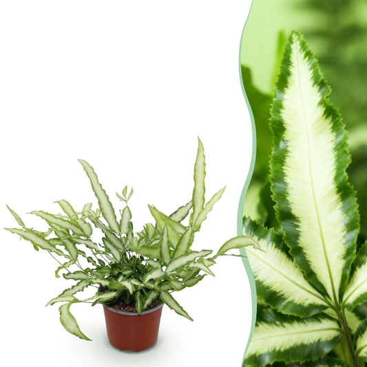 Pteris cretica Albolineata Flügelfarn – Haustierfreundliche Zimmerpflanze 12cm – Höhe ca.20cm – Dekorativer Farn mit weißer Blattzeichnung für Wohnzimmer & Büro