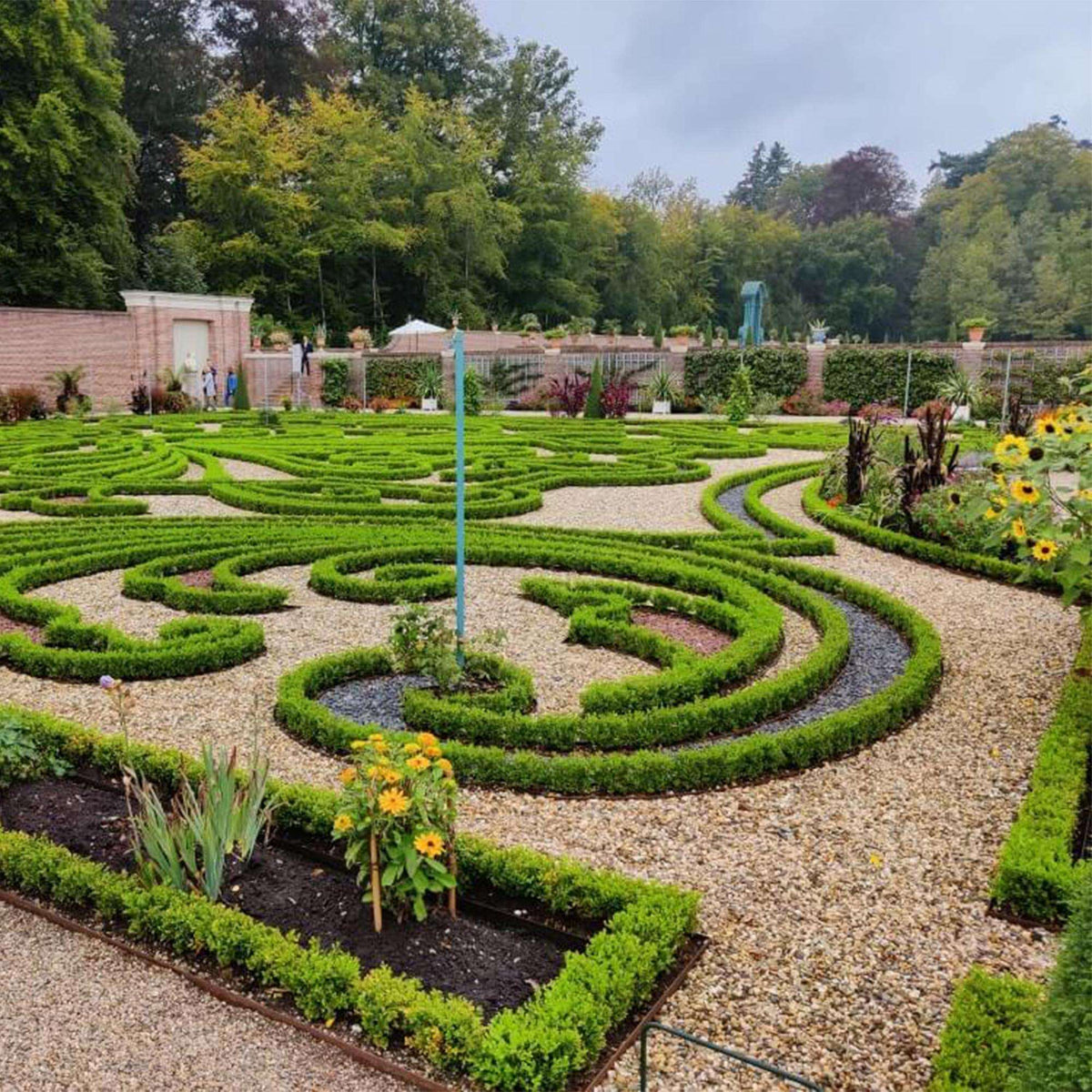 BetterBuxus Babylon Beauty Hecke 8 Pflanzen für 1 Meter 20-25cm 9cm widerstandsfähig pflegeleicht für Garten – Ansicht 13