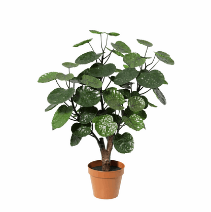 Polyscias Fabian Kunstpflanze 55cm – Dekorative Aralie Deko Pflanze – Pflegefreie Zimmerpflanze für Wohnzimmer Büro & Regal