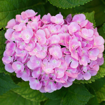 Hortensie – Hydrangea macrophylla Rosa – Blüte Rosa – Ø17cm – ↕30cm – Blühpflanze für Garten & Topf – Pflegeleicht & Laubabwerfend 