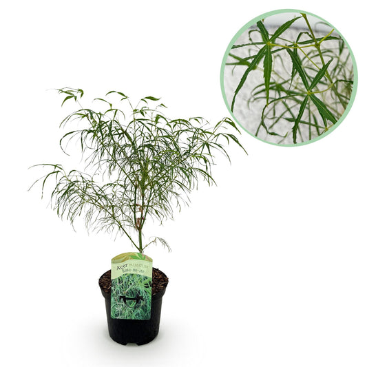 Japanischer Ahorn – Acer palmatum Koto-no-ito – Zierahorn im Topf 19cm – ca. 70cm hoch – Feingliedrig & mehrfarbig – Balkon- & Terrassenpflanze 