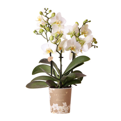Phalaenopsis Orchidee „Lausanne“ – Weiß – Ø9cm – Zimmerpflanze mit 3 Blütentrieben – Pflegeleicht & elegant – Aus der Blossom-Kollektion 