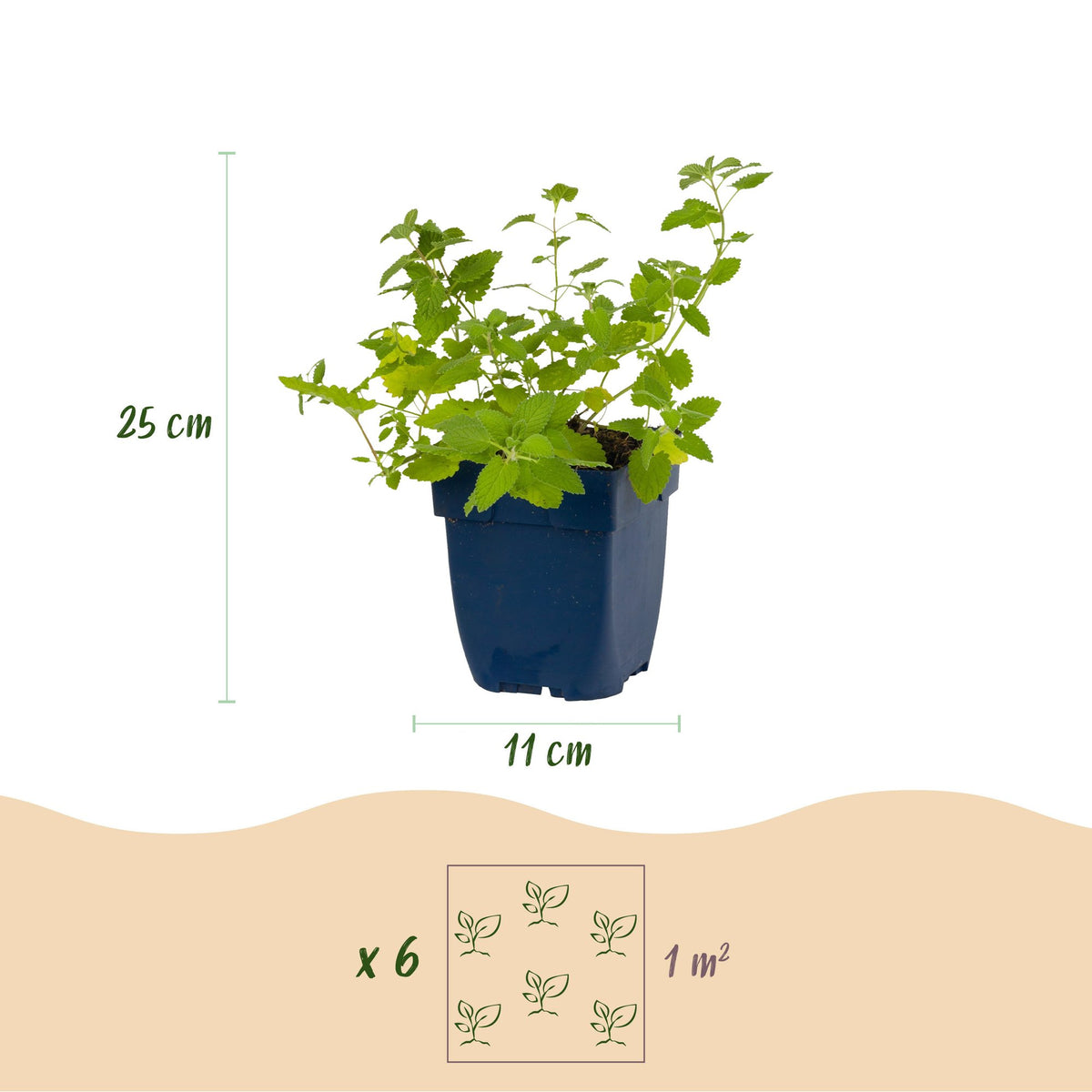Katzenminze – Nepeta faassenii – Topf Ø11cm – Bienenfreundliche Staude für Garten & Balkon – Ansicht 3