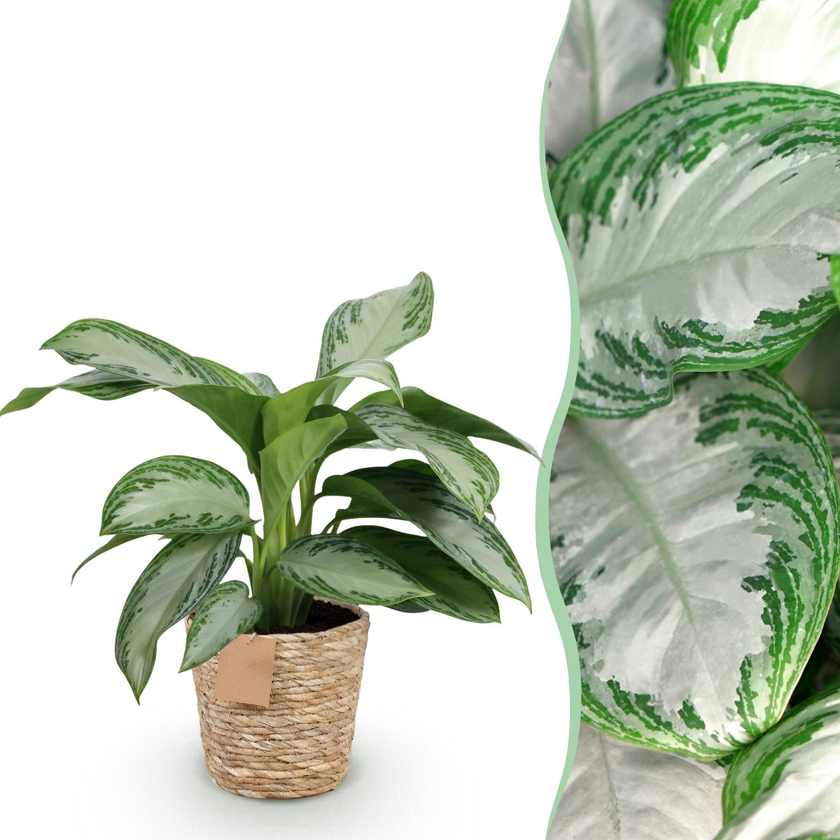 Green boutiQ - Zimmerpflanzen - Aglaonema Silver Bay - Silberblatt - Pflegeleicht - mit Korb - Silber - 1 Pflanze - Topf 17cm - Höhe 70-75cm 