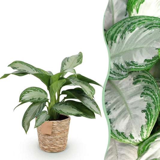 Green boutiQ - Zimmerpflanzen - Aglaonema Silver Bay - Silberblatt - Pflegeleicht - mit Korb - Silber - 1 Pflanze - Topf 17cm - Höhe 70-75cm 
