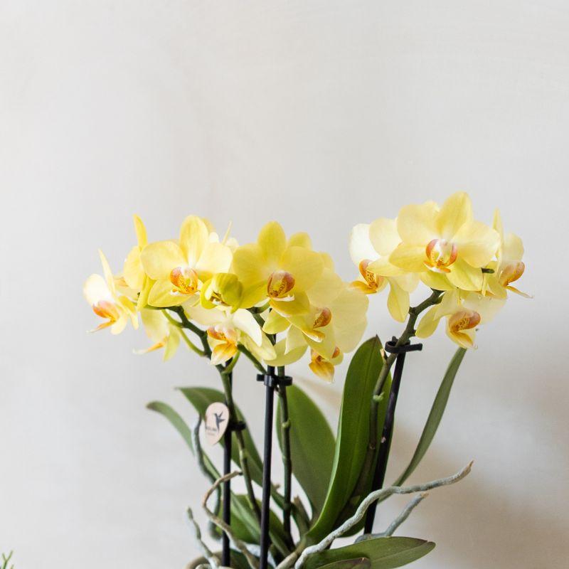Kolibri Orchids | Gelbe Albenga Orchidee + Bold Cognac Übertopf – Topfgröße Ø9cm | blühende Zimmerpflanze – frisch vom Züchter 