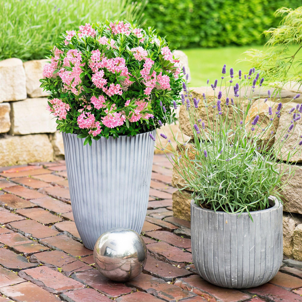 Green boutiQ - Zwergrhododendron - Rhododendron Bloombux Magenta - Blühender Buxus - Wenig Pflege - Rosa Blüte - 2 Pflanzen - Topf 17cm - Höhe 30-40cm 