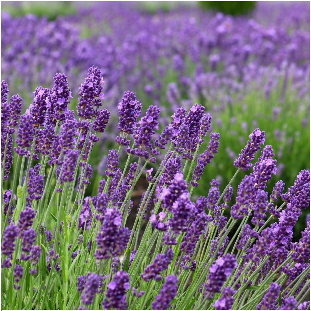 Echter Lavendel Lavandula angustifolia Felice – 3 Pflanten – Duftender Lavendel im Dekotopf Lavender Print – Ø13 cm – Winterhart – Für Balkon, Terrasse & Garten 