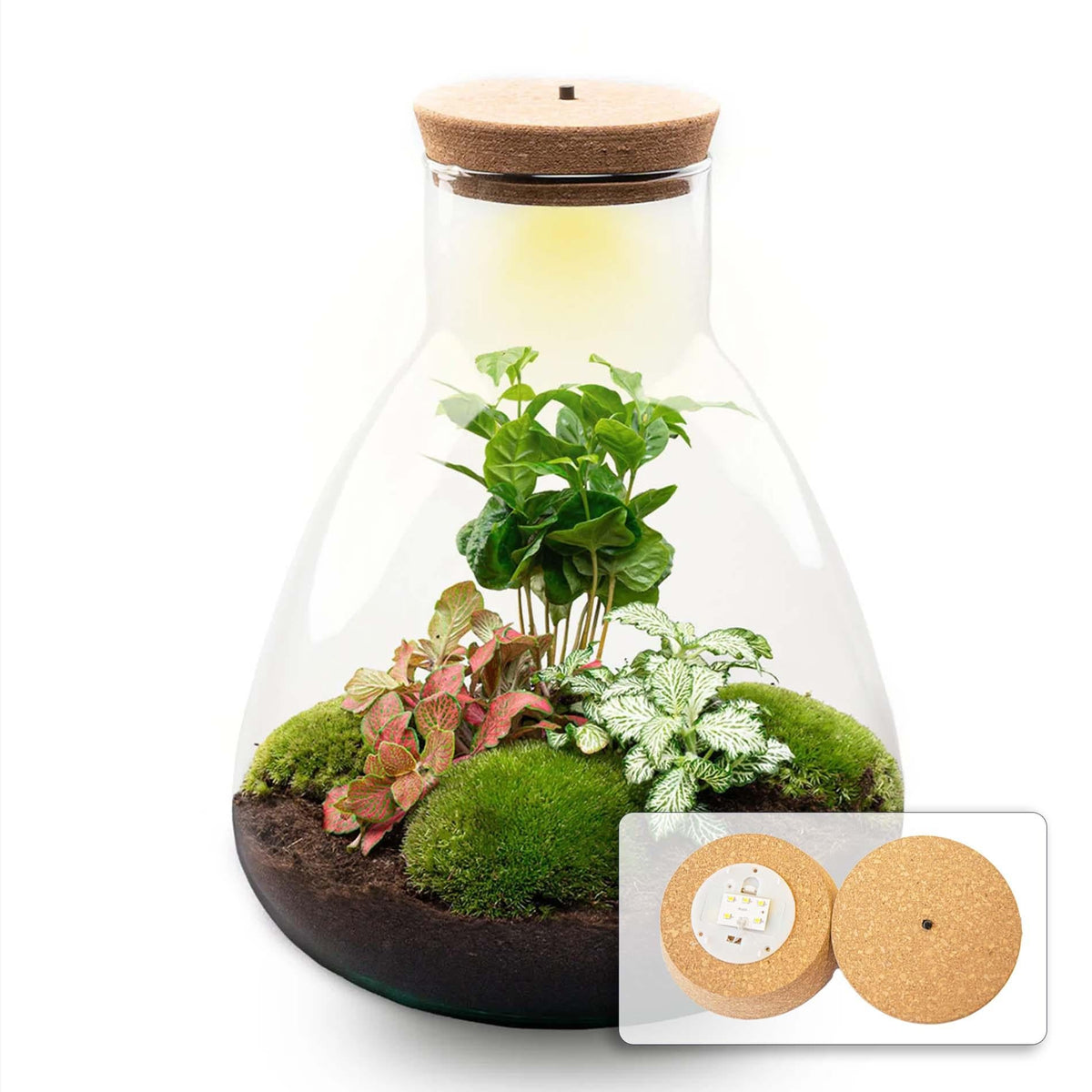 Flaschengarten Sam mit LED – DIY Bausatz Terrarium – ↕30cm – Do-It-Yourself Pflanzen-Set mit LED-Beleuchtung & Korkdeckel – Autarkes Ökosystem – Inkl. Coffea & Fittonia – Für Wohnung & Büro 