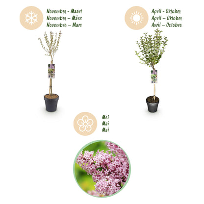 GreenboutiQ - Stamm-Pflanze - Syringa meyeri Palibin - Terrassenpflanze - Laubabwerfend - Winterhart - Lila Blüte - Topf 19cm Höhe 90cm 