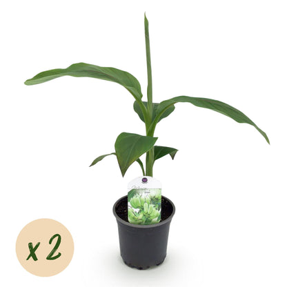 Bananenpflanze Musa Basjoo – 2 Pflanzen – Winterhart – Obstpflanze – Ø12 cm, Höhe ca. 30 cm – Exotische Gartenbanane für Beet, Terrasse & Balkon 