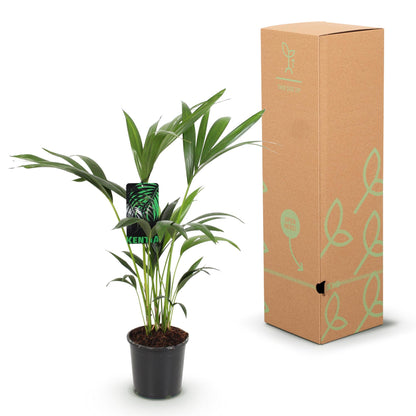 Howea Forsteriana – Kentia-Palme – 70–75cm – 17cm – Pflegeleichte Zimmerpalme mit eleganten Wedeln – Tropische, luftreinigende Grünpflanze für moderne Innenräume 