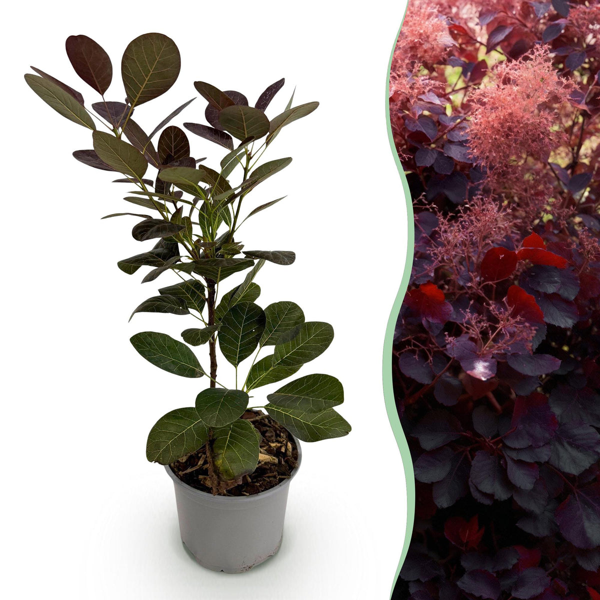 GreenboutiQ - Gartenpflanze - Cotinus coggyria Royal Purple - Lila - 1 Pflanze - Laubabwerfend - Wenig Pflege - Topf 12cm Höhe 35cm 
