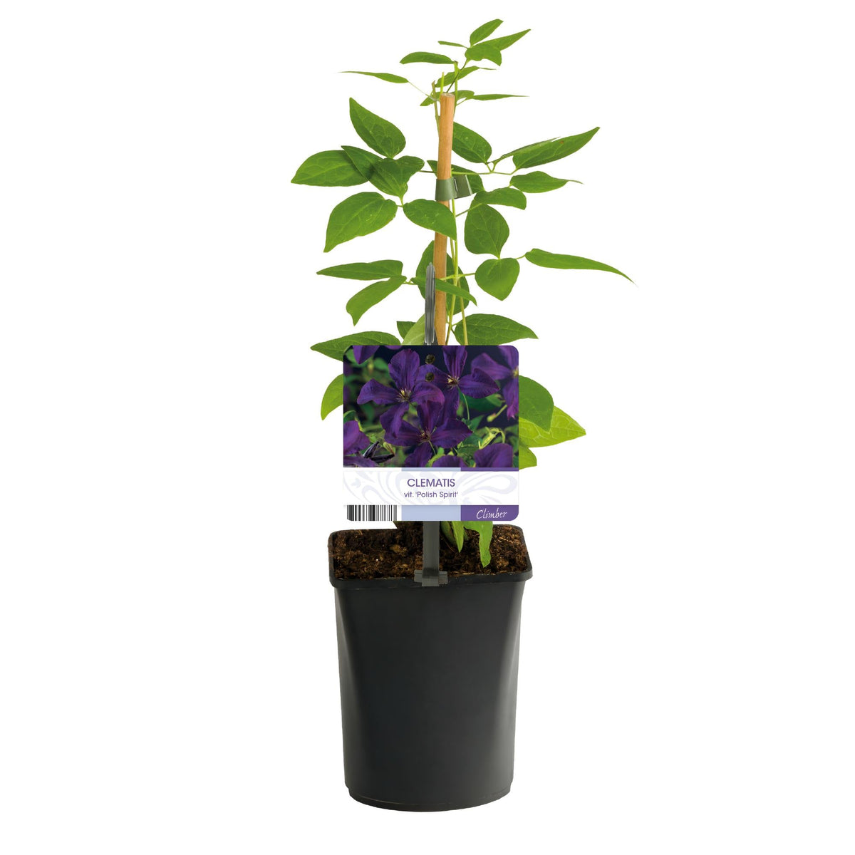 Kletterpflanze Clematis vit. 'Polish Spirit' – Tiefviolette Blüten – 2 Pflanzen – 11 cm x H40 cm – Bis 3 m – Pflegeleicht – Ideal für Garten, Balkon & Pergola 