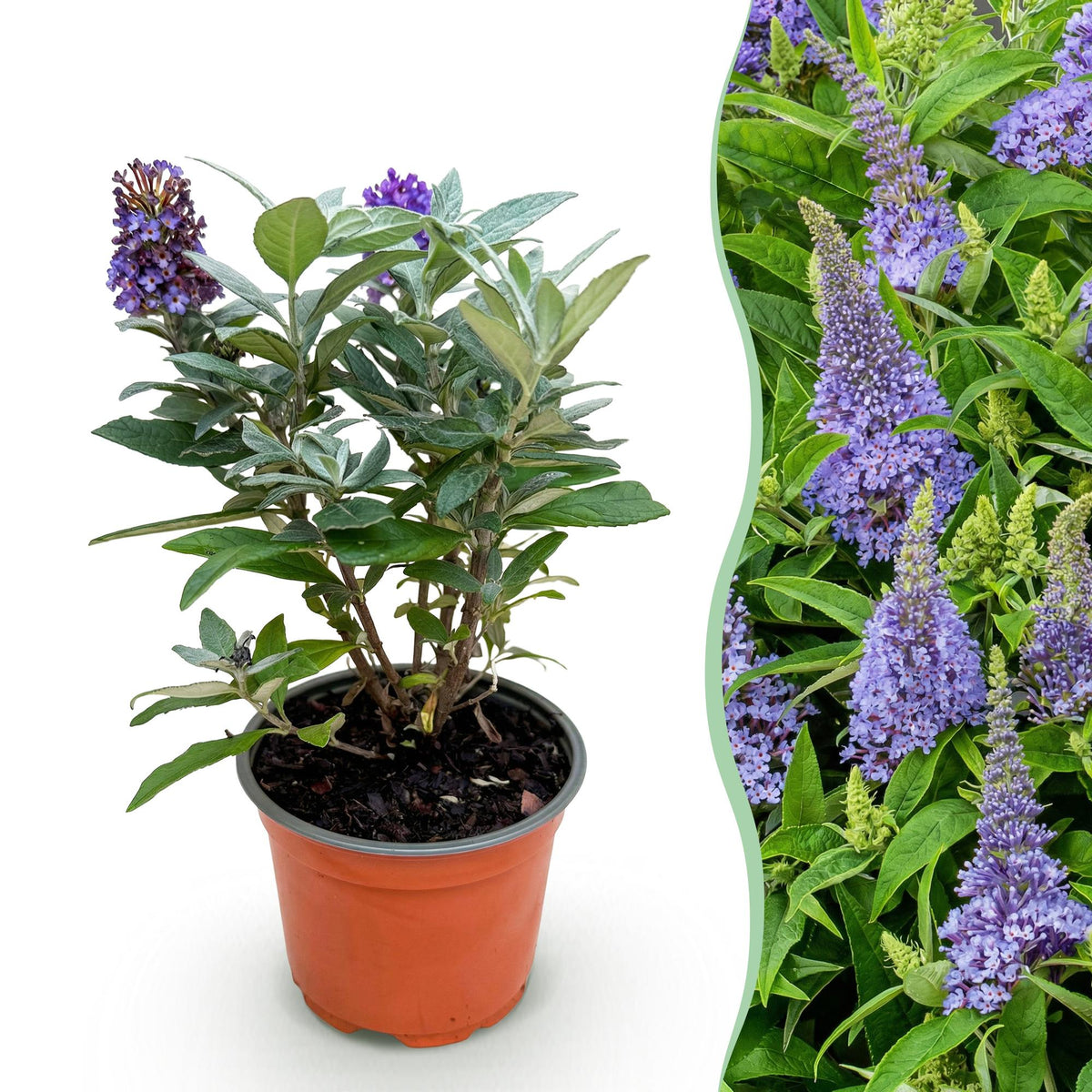 Green boutiQ - Gartenpflanze - Buddleja davidii Butterfly Candy Little Lila - Schmetterlingsstrauch - Kompakt - Lila - 1 Pflanze - Topf 12cm - Höhe 20-25cm 
