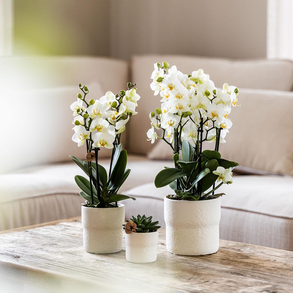 Phalaenopsis Orchidee „Lausanne“ – Weiß – Ø9cm – Zimmerpflanze mit 3 Blütentrieben – Pflegeleicht & elegant – Aus der Blossom-Kollektion 