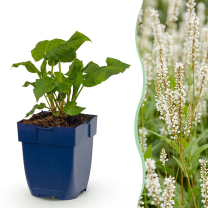 Knöterich – Persicaria amplexicaulis 'Alba' – Topf Ø11cm – Bienenfreundliche Staude für Garten & Balkon