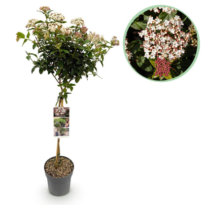 Viburnum tinus – Immergrüner Schneeball – Stamm-Pflanze – Ø19 cm – Höhe ca. 90 cm – Winterblüher – Pflegeleicht & robust – Für Terrasse, Balkon & Garten 