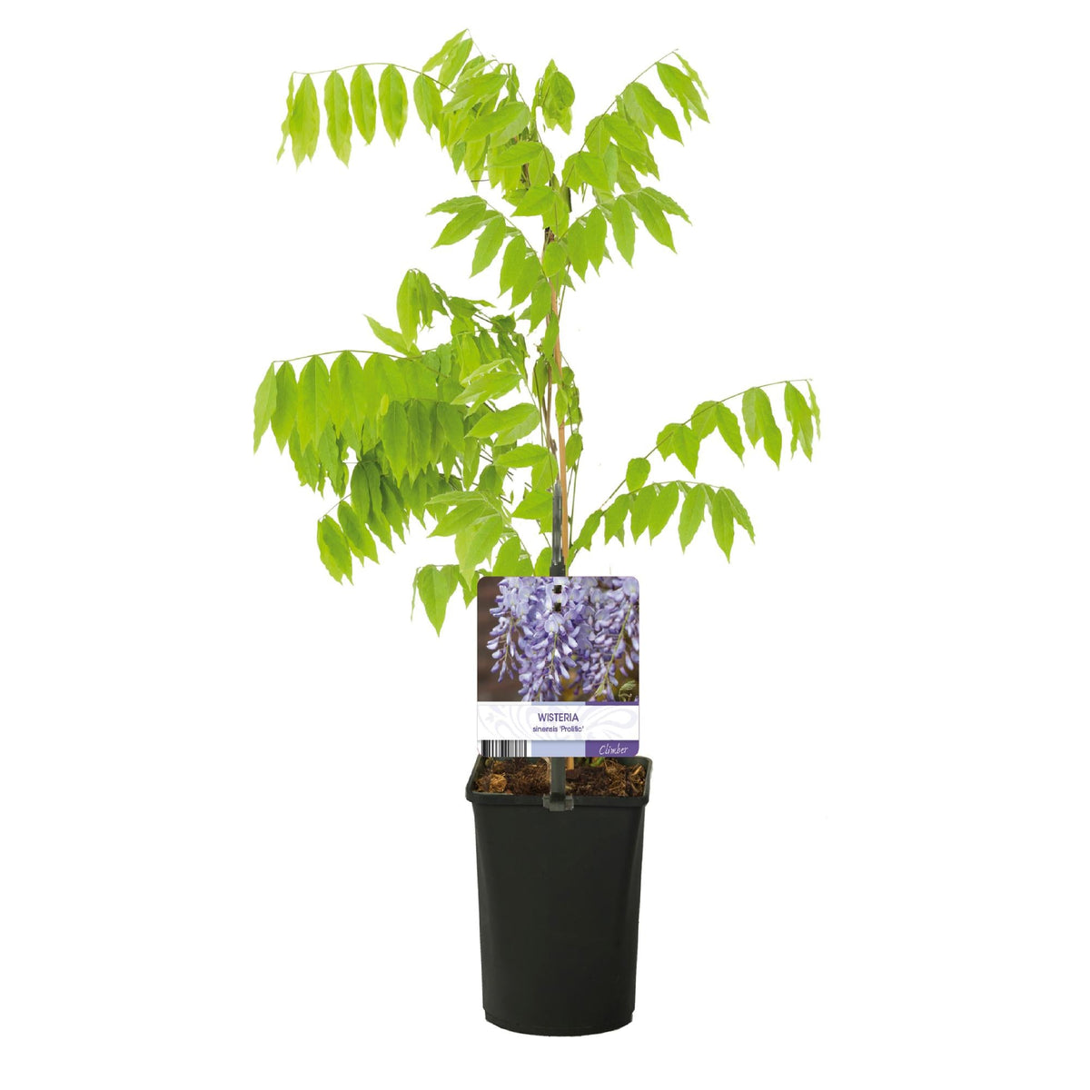 Blauregen Wisteria floribunda Prolific – Kletterpflanze – Blüte Blau – Duftend – Schnellwachsend – 11cm Höhe 40cm – Für Pergolen & Zäune 