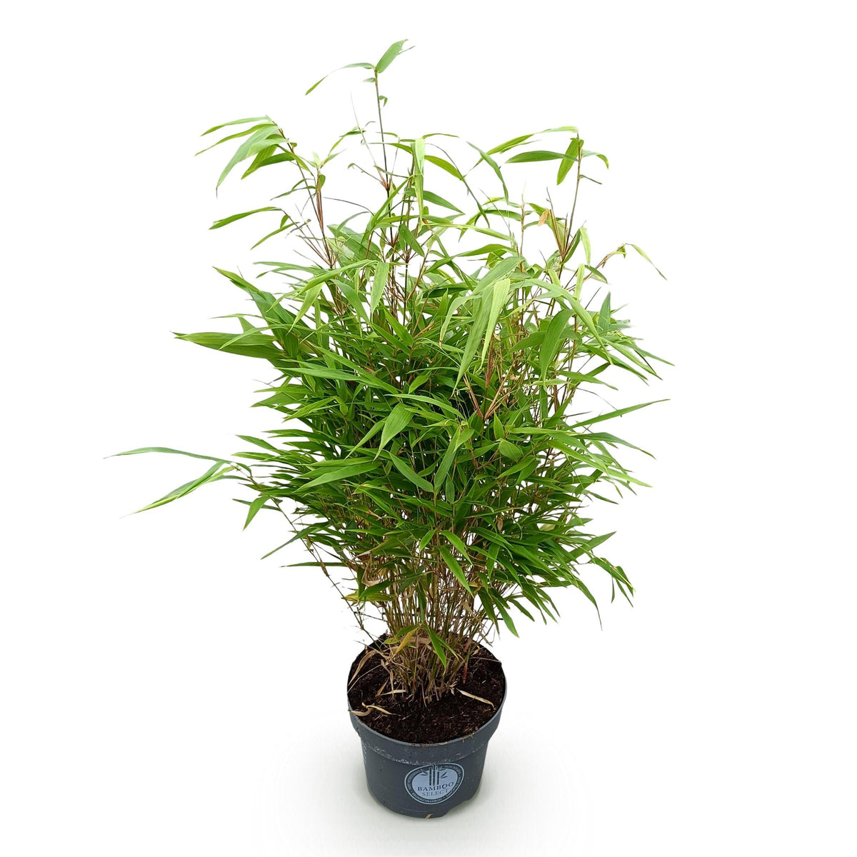 Green boutiQ - Gräser - Fargesia Rufa - Bambus - Nicht Ausbreitend - Grün - 1 Pflanze - Topf 23 cm - Höhe 80 cm 