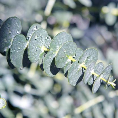 Eukalyptusbaum Eucalyptus gunnii – Winterhart – Terrassenpflanze – Grau – Ø17cm, Höhe ca. 40cm – Ansicht 16