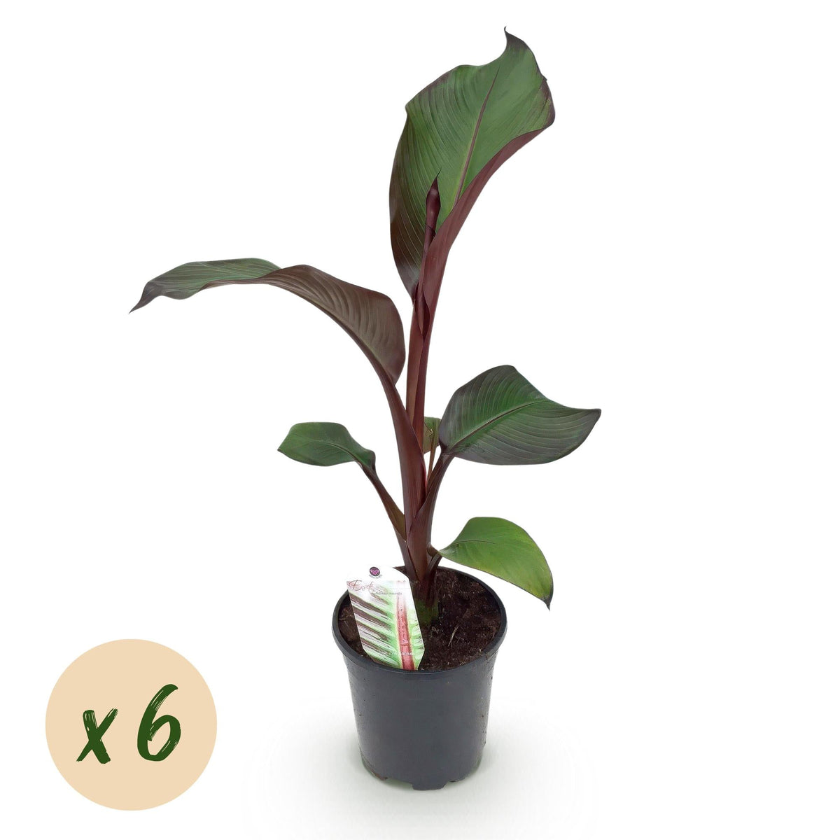 Bananenpflanze Ensete ventricosum Maurelli – Winterhart – Obstpflanze – Ø17cm, Höhe ca. 40cm – Ansicht 17