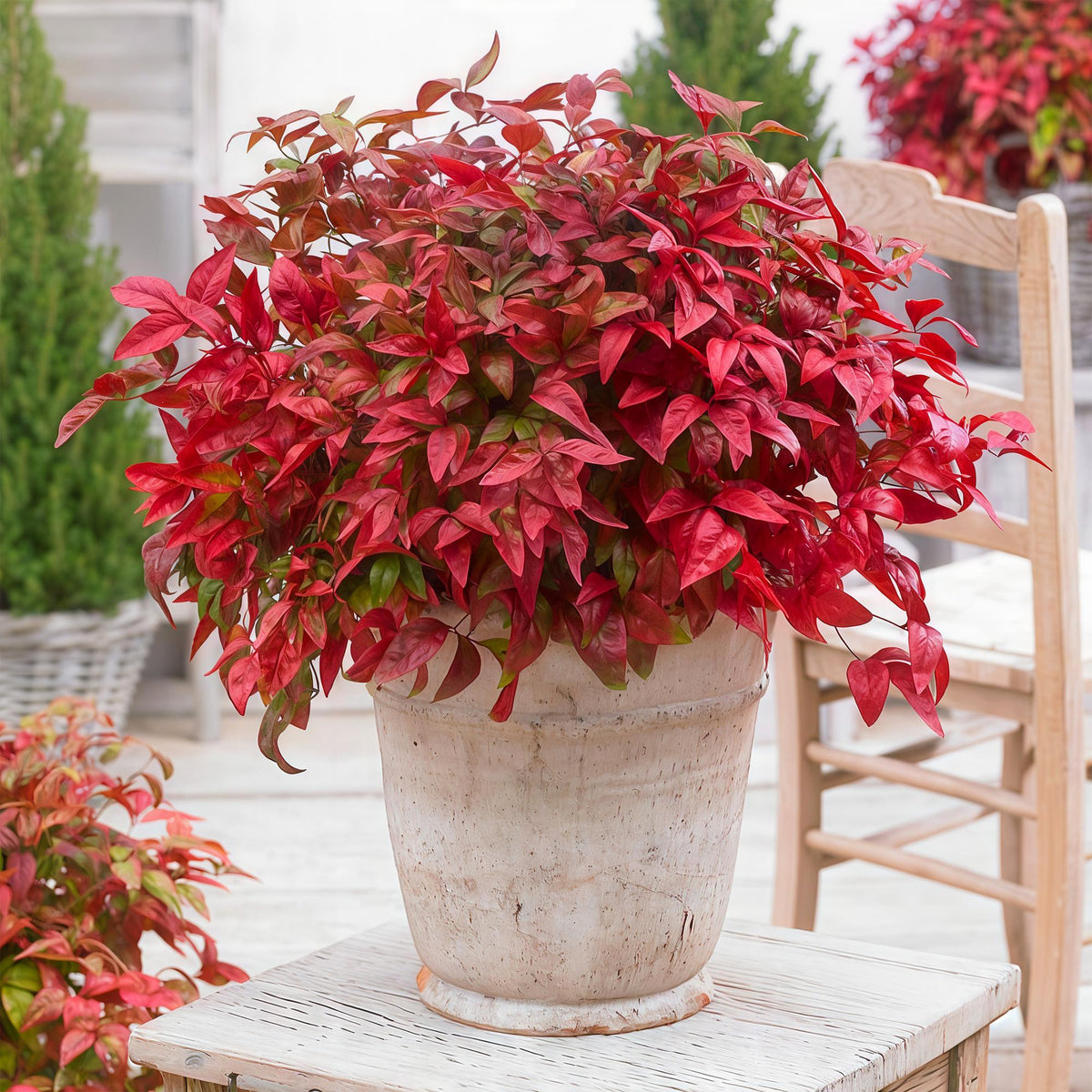 GreenboutiQ - Gartenpflanze - Nandina Blush Pink - Dunkelrosa - 1 Pflanze - Immergrün - Wenig Pflege - Topf 17cm Höhe 40cm 
