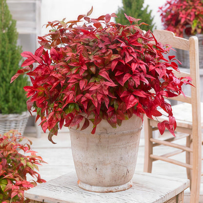 GreenboutiQ - Gartenpflanze - Nandina Blush Pink - Dunkelrosa - 1 Pflanze - Immergrün - Wenig Pflege - Topf 17cm Höhe 40cm 