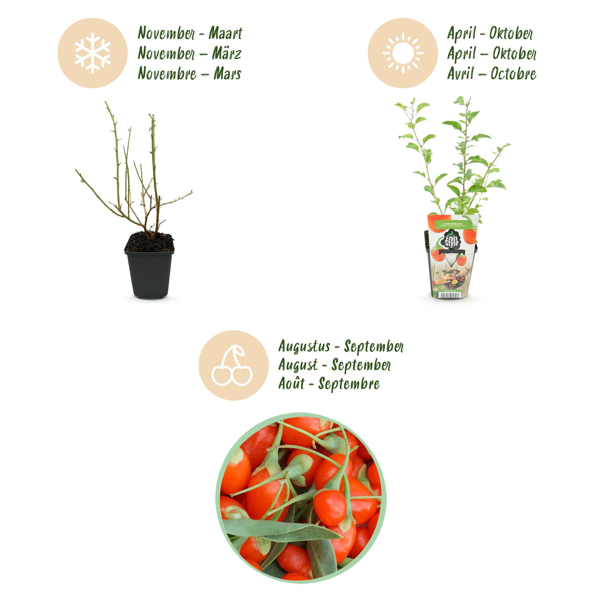 Goji-Beere Lycium barbarum winterhart 3 Pflanzen Ø9cm Höhe 30cm – Rote orange Beerenpflanze für Garten Beet Balkon & Terrasse 