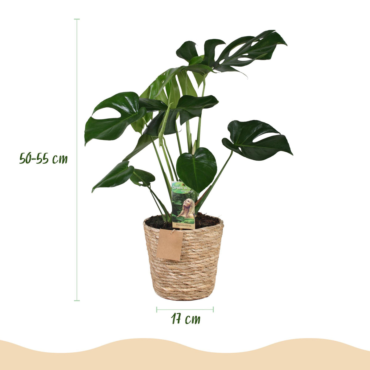Green boutiQ - Zimmerpflanzen - Monstera Deliciosa - Lochpflanze - Wenig Pflege - mit Korb - Grün - 1 Pflanze - Topf 17cm - Höhe 50-55cm 