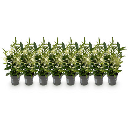 GreenboutiQ - Heckenpflanzen - Euonymus japonica Paloma Blanca - Blatt Grün und Weiß - 8 Pflanzen - 1 Laufender Meter - Immergrün - Topf 9cm Höhe 30-35cm 