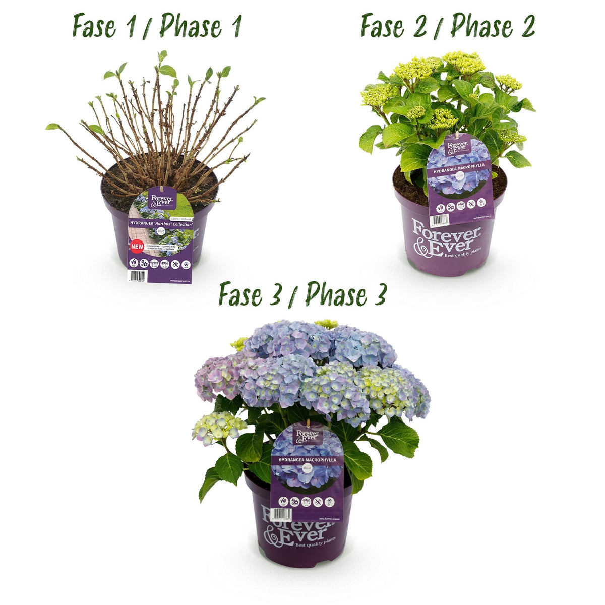 Hortensie Forever & Ever – Hydrangea macrophylla – Blau – Balkonpflanze – 7–12 Blüten – Im 23 cm Topf – Ca. 55 cm hoch – Für Terrasse, Balkon & Beet – Langanhaltende Blüte – Pflegeleicht 