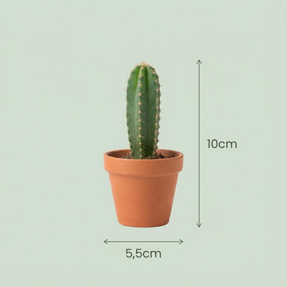 Mini Kakteen & Sukkulenten Mix – 18 Stück – Ø5,5cm – Höhe 5–10cm – Pflegeleichte Zimmerpflanzen – Ideale Deko & Geschenkidee für Zuhause Büro 