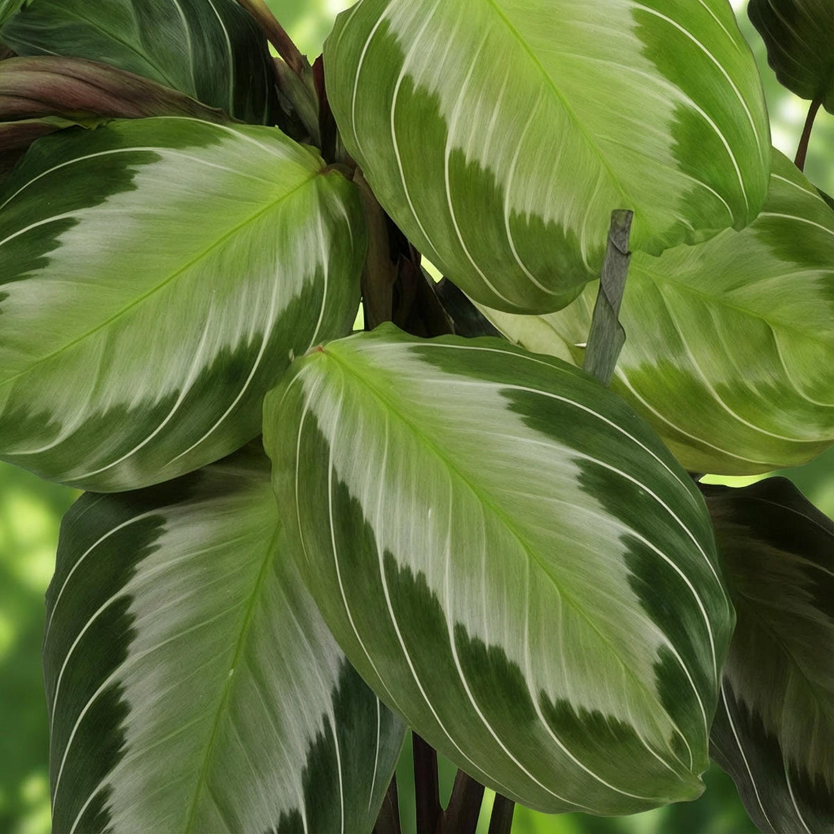 Green boutiQ - Zimmerpflanze - Maranta Fascinator Silverband - Gebetspflanze - Haustierfreundliche Pflanze - Grün - 1 Pflanze - mit Potter Grau - Topf 12cm - Höhe 25cm 