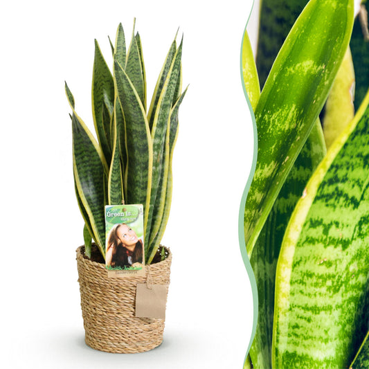 Green boutiQ - Zimmerpflanzen - Sansevieria Laurentii - Schwiegermutterzunge - Pflegeleicht - mit Korb - Grün - Gelb - 1 Pflanze - Topf 17cm - Höhe 60-70cm 