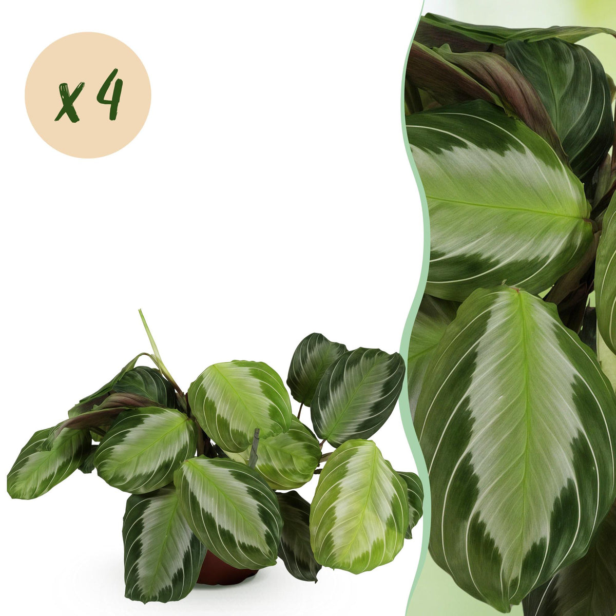 Green boutiQ - Zimmerpflanze - Maranta Fascinator Silverband - Gebetspflanze - Haustierfreundlich - Grün - 4 Pflanzen - Topf 12cm - Höhe 30-35cm 