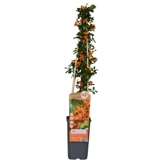 Feuerdorn - Pyracantha 'Soleil d’Or' - Ø15cm ↕65cm - Immergrüner Strauch mit gelben Beeren - Winterhart & vogelfreundlich 