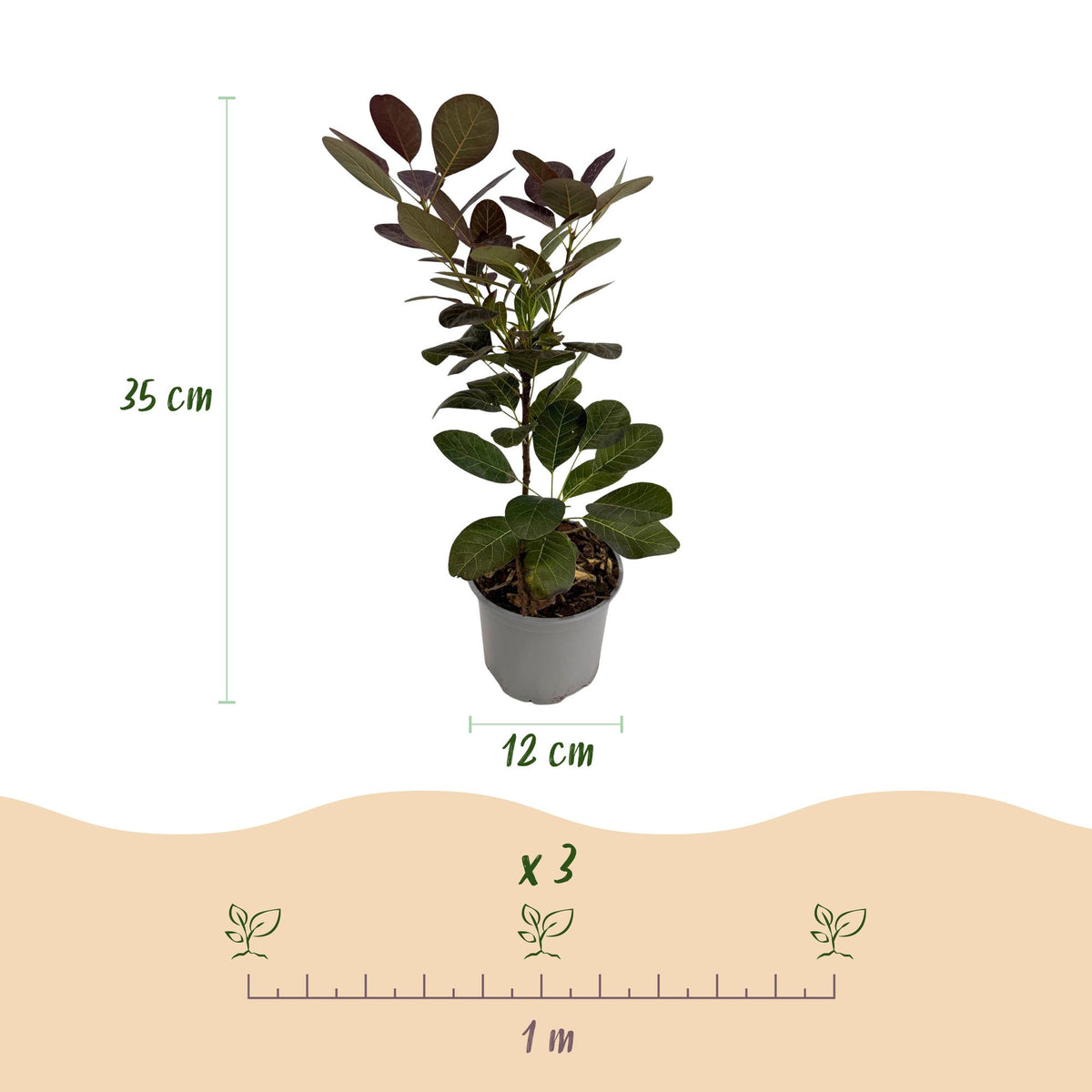 GreenboutiQ - Gartenpflanze - Cotinus coggyria Tricolour - Lila-Grün-Gelb - 3 Pflanzen - Laubabwerfend - Wenig Pflege - Topf 12cm Höhe 35cm 