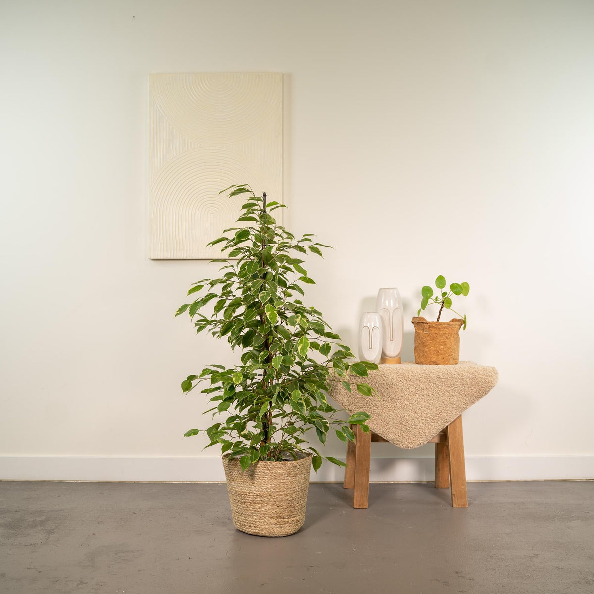 Ficus benjamina Goldenking - Ø21cm - ↕95cm + Korb Selin 