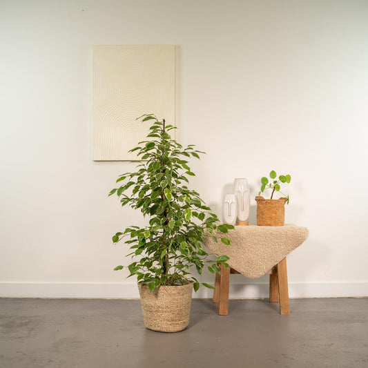 Ficus benjamina Goldenking - Ø21cm - ↕95cm + Korb Selin 