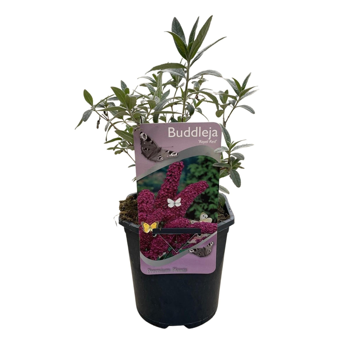 Schmetterlingsstrauch Buddleja davidii Royal Red – Rote Blüten – Laubabwerfend – Schmetterlingsfreundlich – 17 cm Höhe 25 cm 