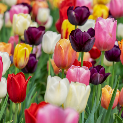 Tulpenzwiebeln Mix-Paket – 15 Beutel à 20 Zwiebeln – Insgesamt 300 Tulpenzwiebeln – Bunte Frühlingsblüher für Beet, Kübel & Vorgarten 