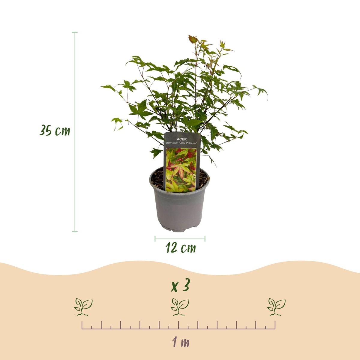 GreenboutiQ - Gartenpflanze - Acer palmatum Little Princess - Grün - 1 Pflanze - Laubabwerfend - Wenig Pflege - Topf 12cm Höhe 35cm 