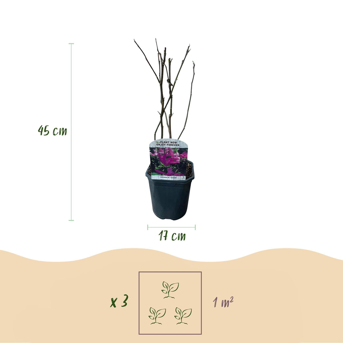 Purpur-Magnolie Magnolia Susan – Strauch – Blumen dunkelrosa – Wenig Pflege – 17 cm Höhe 45 cm – Frühjahrsblüher für Garten & Terrasse 