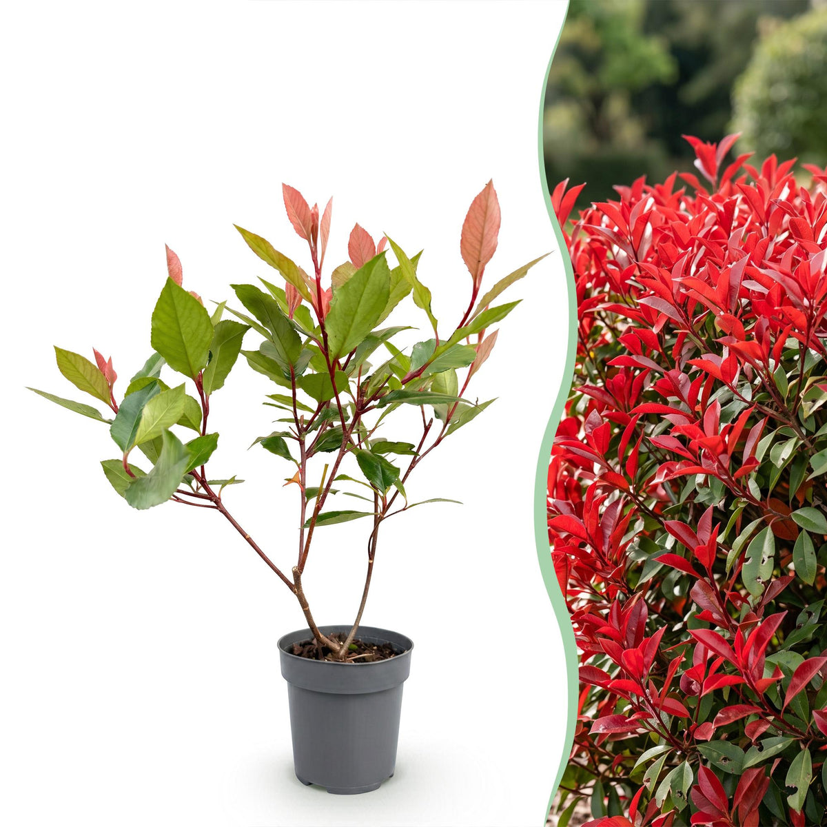 Glanzmispel (kompakt) 'Little Red Robin' – Photinia fraseri 'Little Red Robin' – 40 Heckenpflanzen – Ansicht 3