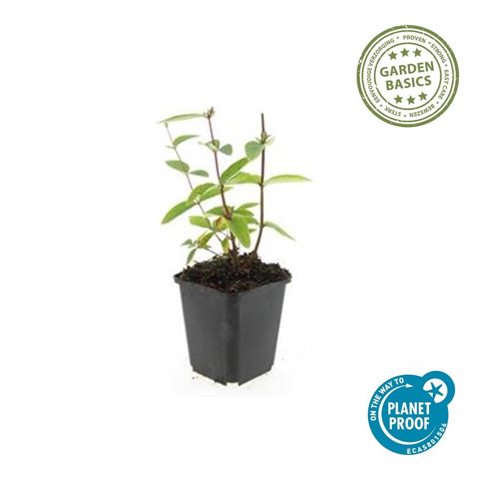 Hypericum inodorum 'Annebel' – 48 Pflanzen – ↕10-25 cm – Ø9 cm – Gelber Sommerblüher – Pflegeleichter, winterharter Strauch 