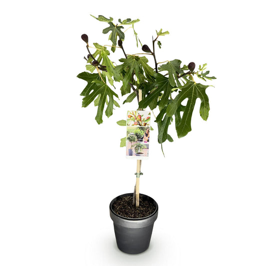 GreenboutiQ - Stamm Pflanze - Ficus carica Little Miss Figgy - Terrassen Pflanze - Laubabwerfend - Winterhart - Grüne Frucht - Topf 19cm Höhe 90cm 