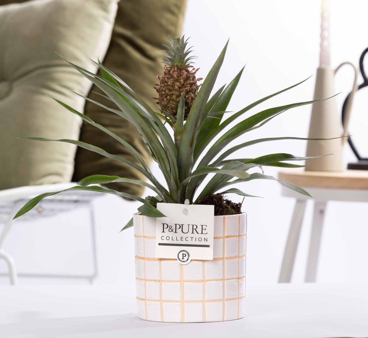 Ananas Rosita In P&PURE Tirza Ceramics - Ø12cm - ↕35cm 